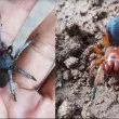 Нов вид паяк е разделен наполовина – едната му страна е мъжка, другата женска