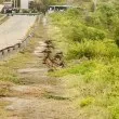 Пожарната се включи в изпомпването на езеро Липник край Русе