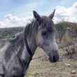 Доброволци спасиха изнемощял кон, изоставен да умре на поляна
