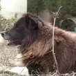 След потопа в Елените: Кучето Сара – оцеляла, вярна и героична