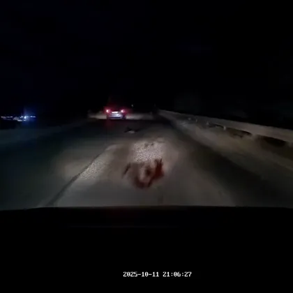 Трупове на животно се появиха на оживен път за София, коли аварираха ВИДЕА