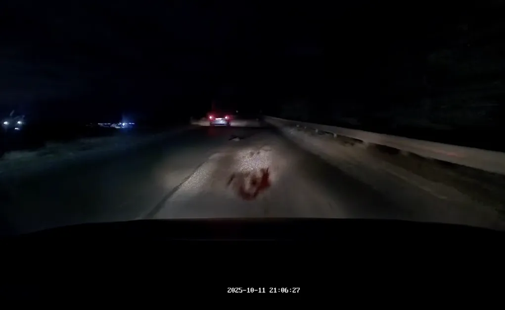 Трупове на животни се появиха на оживен път за София, коли аварираха ВИДЕА