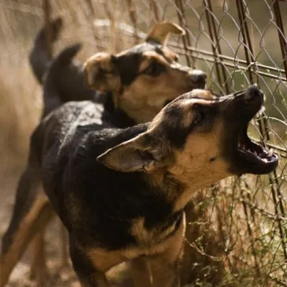 Софийското село Казичене се е превърнало се в арена на
