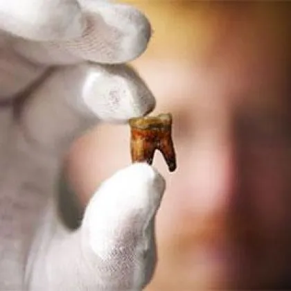 Учените са открили две отделни линии стволови клетки които са