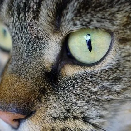 Асеновградчанин открил домашната си котка в плачевно състояние Четириногото влачело