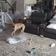 Непослушно куче подпали дома на стопанина си ВИДЕО