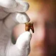 Откриха стволови клетки, способни да възстановят загубени зъби