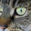 "Защо трябва да носим греха на друг": Простреляха фатално домашната котка на асеновградчанин