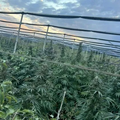 Голямо количество канабис откриха и иззеха криминалисти от РУ Пазарджик Спецоперацията