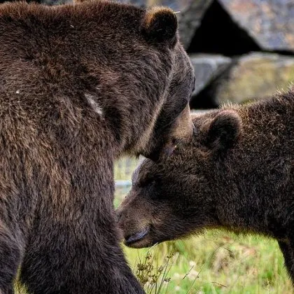 Мечки са убили рекордните 7 души в Япония през тази