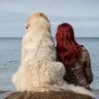 Домашно куче осиротя, ще открие ли любещ стопанин? СНИМКИ
