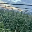 Криминалисти иззеха над два тона канабис край Пазарджик! Има задържан