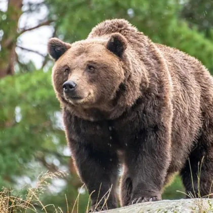 Вече повече от месец жители на смолянското село Триград живеят в