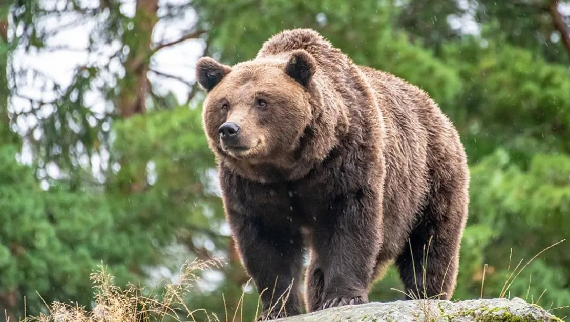 Всяка вечер мечки бродят по улиците в Триград, хората живеят в страх