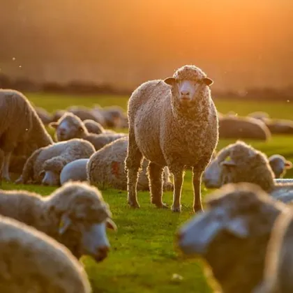 Близо 20 000 овце и кози са унищожени от началото