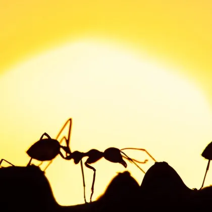 Мравките умишлено променят формата на гнездата си за да предотвратят