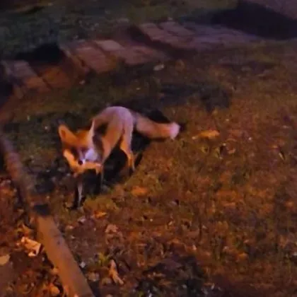 Грациозна лисица се появи по улиците на столичния квартал Лагера