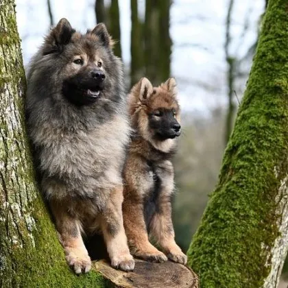 За шокиращ случай на разстреляни и скалпирани кучета в село