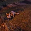 Грациозна гостенка се разходи из столицата ВИДЕО