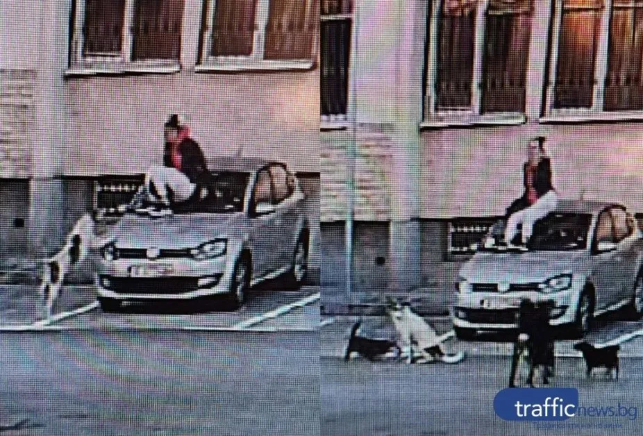 Глутница агресивни кучета плашат, хапят и гонят студенти и служители край общежитията на ПУ