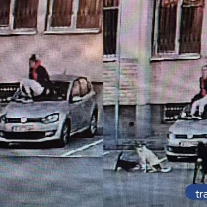 Глутница агресивни кучета плашат, хапят и гонят студенти и служители край общежитията на ПУ