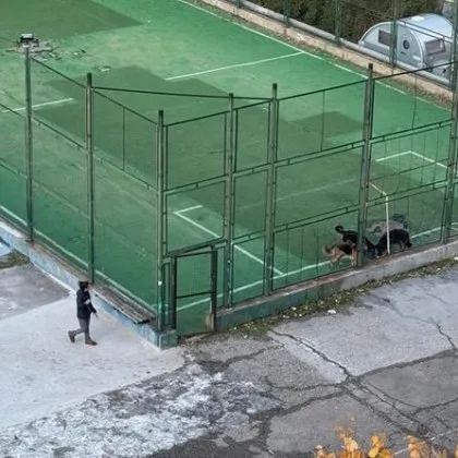 Три немски овчарки успяха да притеснят столичани Причината Животните се