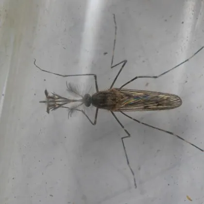 Комари бяха открити за първи път в Исландия До този