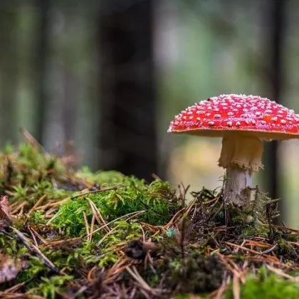 През днешния ден ще преобладава слънчево време но са възможни