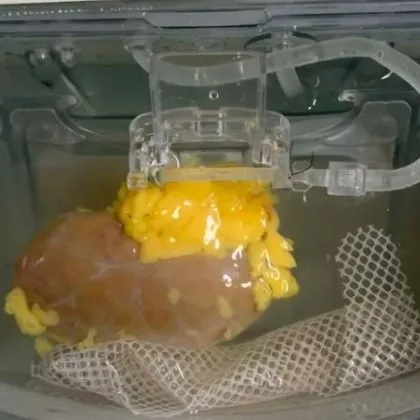 За първи път в света изследователи от Университета на Британска