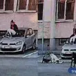 Глутница агресивни кучета плашат, хапят и гонят студенти и служители край общежитията на ПУ