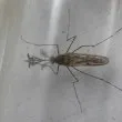Откриха комари на Исландия