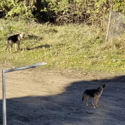 Жител на пловдивския район Южен алармира за опасни бездомни кучета