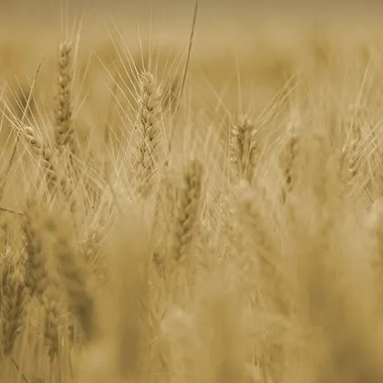 Задържаха над 30 души, източвали земемделски субсидии от ЕС