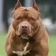 Задържаха мъж, застрелял питбул на разходка