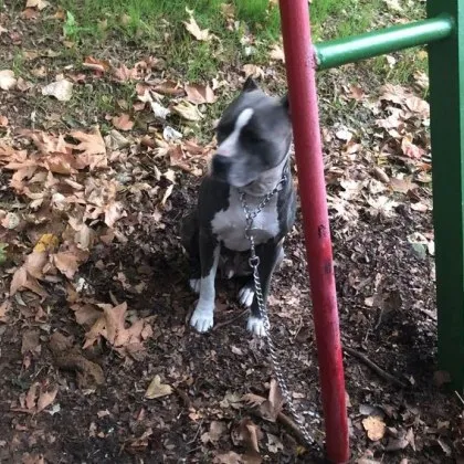 Тъжна гледка привлече вниманието на варненци Красив сив питбул се