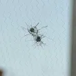 Мъж завари колата си със спукано стъкло в Стара Загора, подозира стрелба с оръжие Мъж завари колата си със спукано стъкло в Стара Загора, подозира стрелба с оръжие