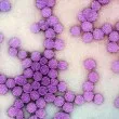 МЗ с тревожни данни: Спад във ваксинацията срещу HPV при 15-годишните момичета