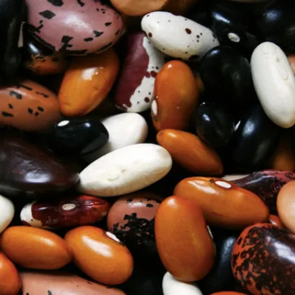 Традиционният Празник на смилянския фасул събра днес стотици гости в