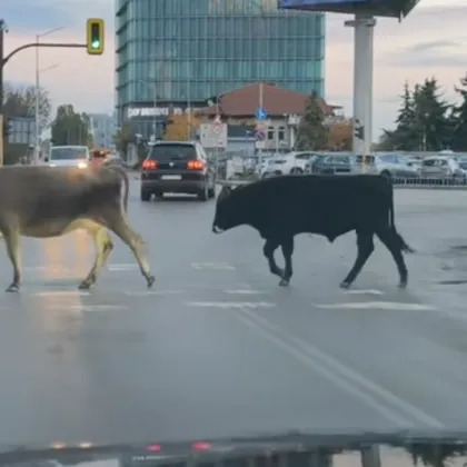 Необичайна гледка изненада столичани три крави се появиха на