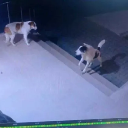 Разселват част от кучетата край студентските общежития на ПУ Паисий Хилендарски Това