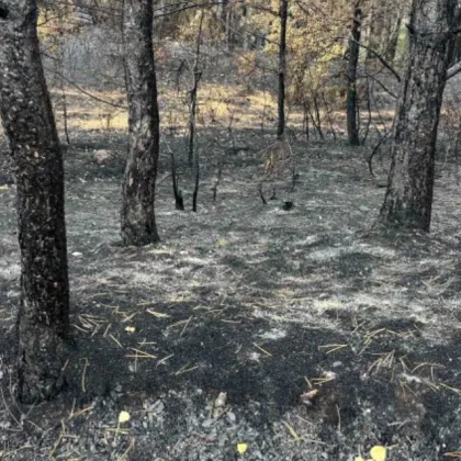 155 хиляди декара са унищожените площи от горски пожари у