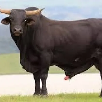 Бик уби мъж в Старозагорско съобщиха от пресцентъра на Областната