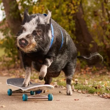 Това не е шега нито фотомонтаж В американския град Бъфало Гроув