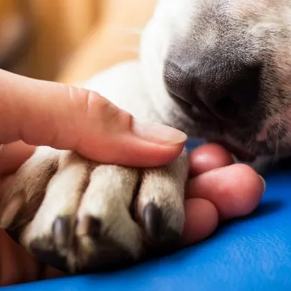 Сигнал за отровено куче в Пазарджик разкри поредния пример за