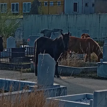 Необичайна гледка шокира жители на Самоков коне се разхождат свободно