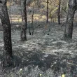 155 хиляди декара гори унищожени от пожари у нас през годината 155 хиляди декара гори унищожени от пожари у нас през годината