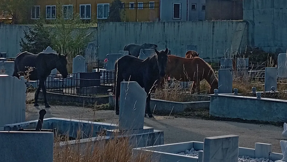 "Това е грехота": Коне свободно пасат на гробището в Самоков