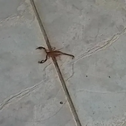 Страх и отвращение сковаха жителите на Несебър след като в