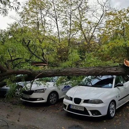 Огромно дърво рухна на паркинг в София съобщават граждани в
