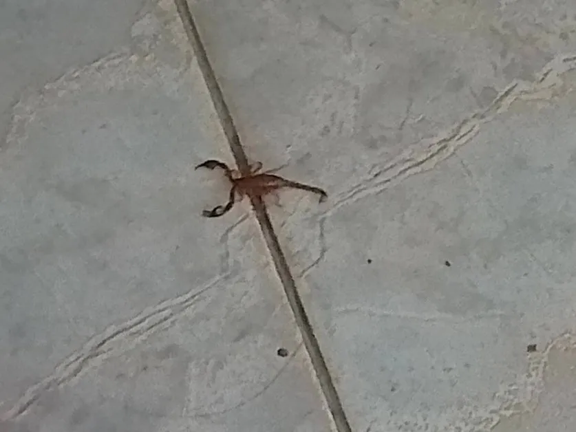 Нашествие от скорпиони в Несебър – жителите в паника, пълзят навсякъде! СНИМКИ